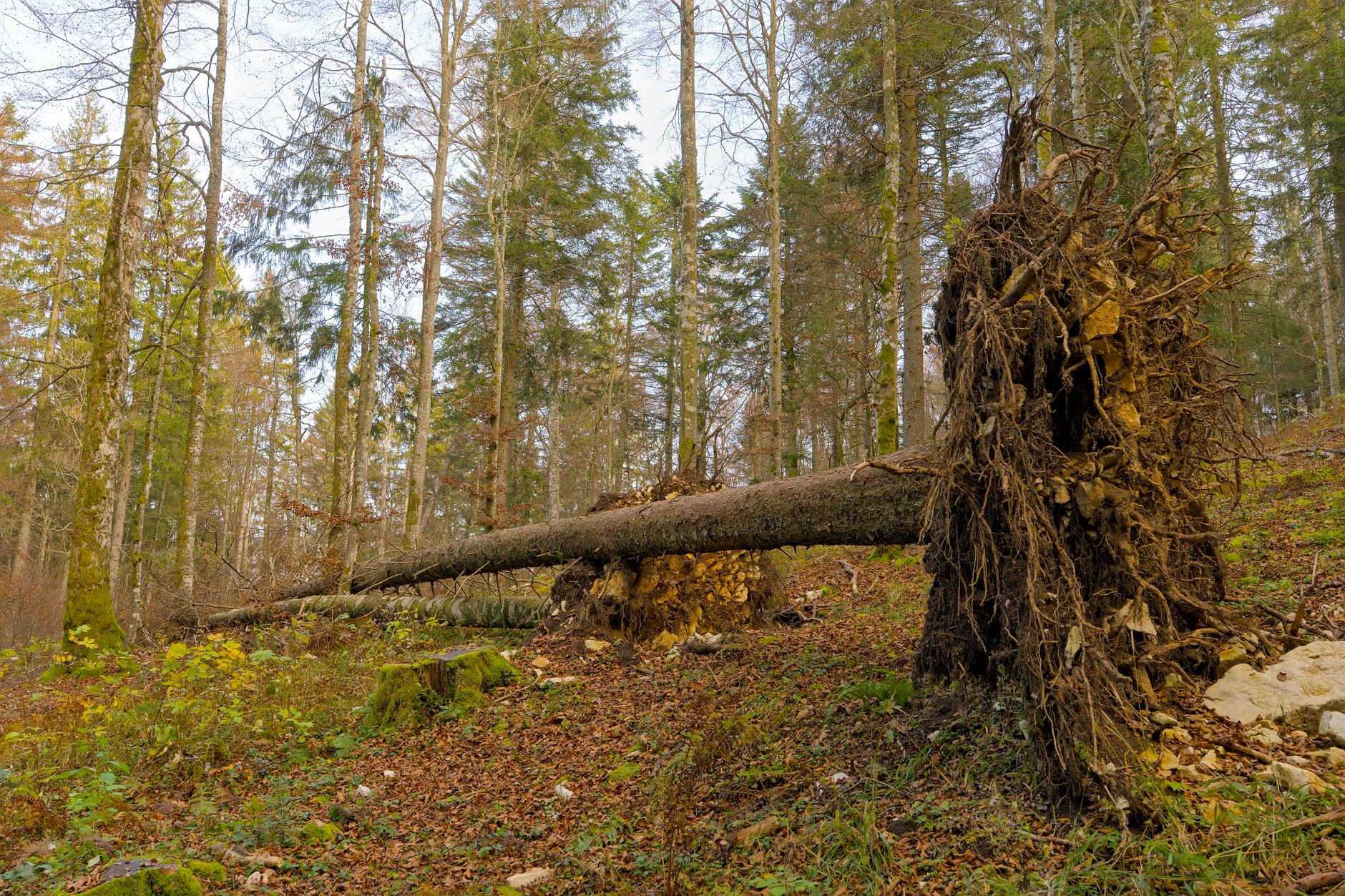 Enlèvement Arbre Urgence équipe à Neuilly-sur-Marne